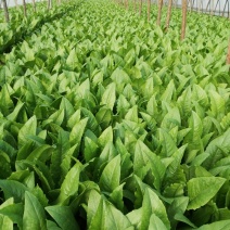 紫油麦菜20~25厘米以上