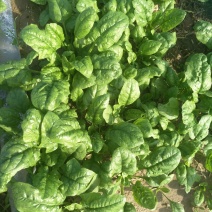 秋菠菜20~25厘米