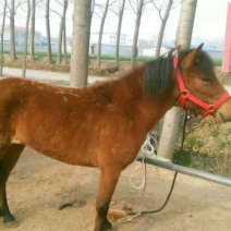 矮马100~200kg