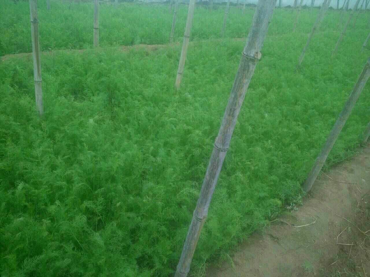 左侧为八角树及其星状果实特写,右侧为小茴香植株全貌及细长羽状叶片与伞形花序结构,背景为中国南方山地与北方干旱农田环境示意 八角与小茴香植物形态对比图