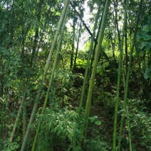斑竹13~14m