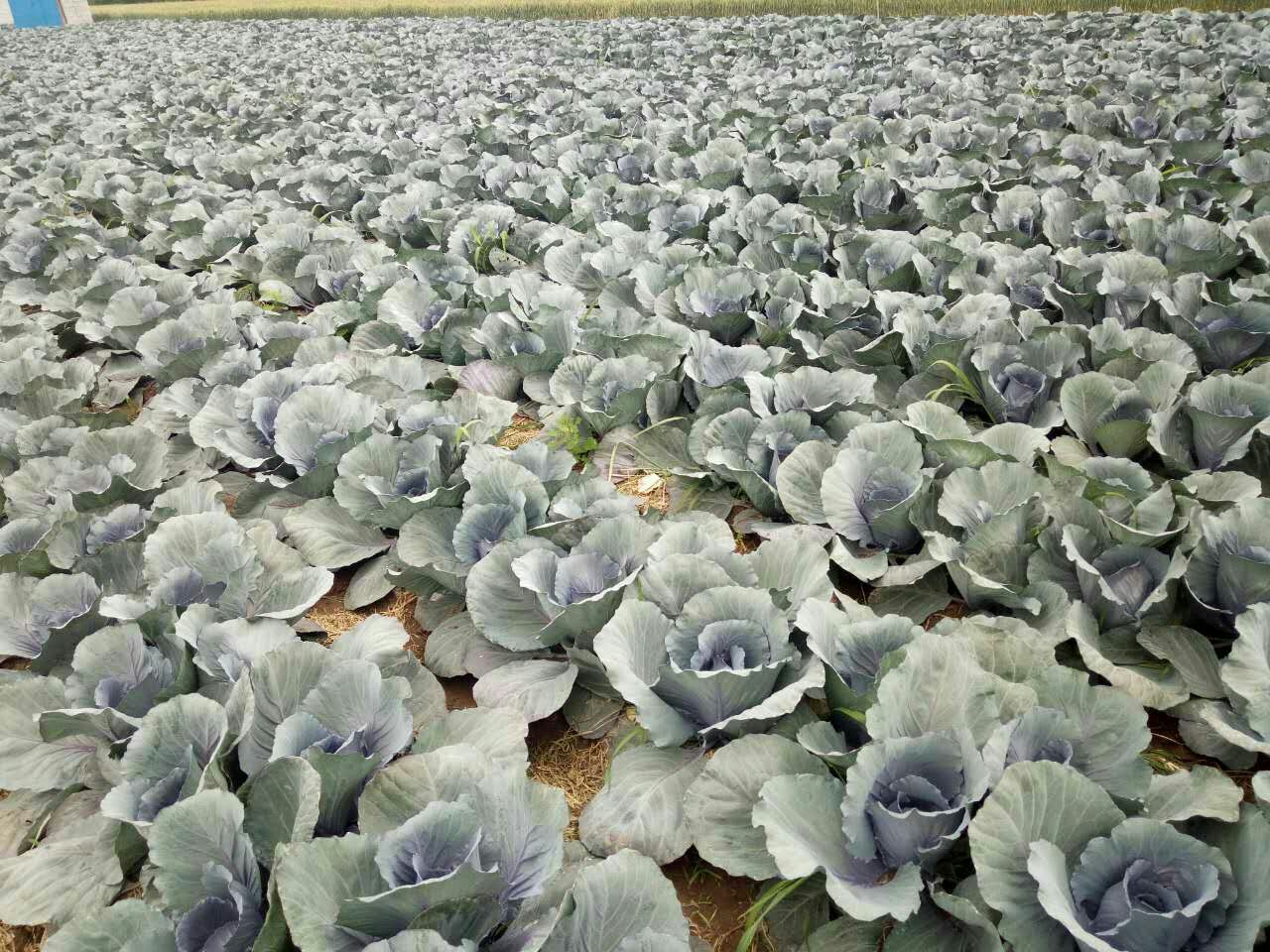 紫甘蓝在移植后健康生长的场景,展示植株在新土壤中稳定生长的状态 紫甘蓝在移植后健康生长的场景