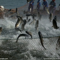 鲢鱼