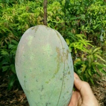 芒果苗金煌桂七台农红贵妃凯特象牙，品种齐全