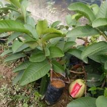 西瓜番石榴苗50~80cm