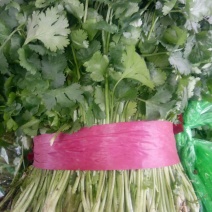 精品大叶香菜，暖棚香菜大量上市，产地直发，一手货源找收购