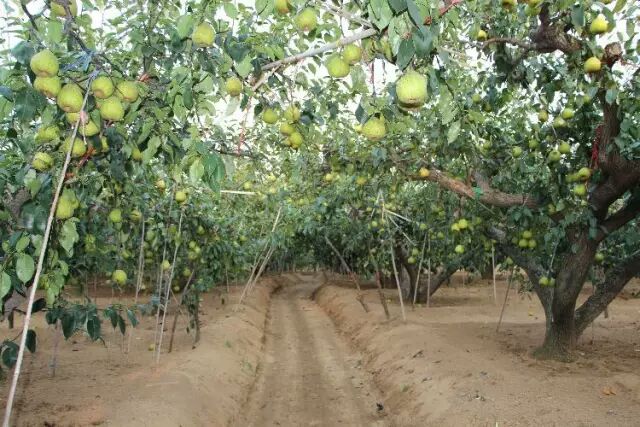 莱阳梨果园全景