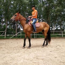 肉马300~400kg