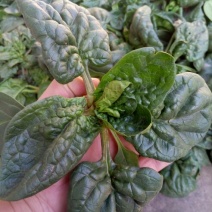 黑叶菠菜10~15厘米