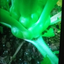 芥菜头5两以上