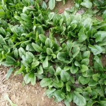 大叶菠菜10~15厘米