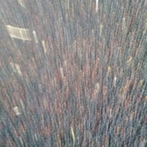 油菜籽1