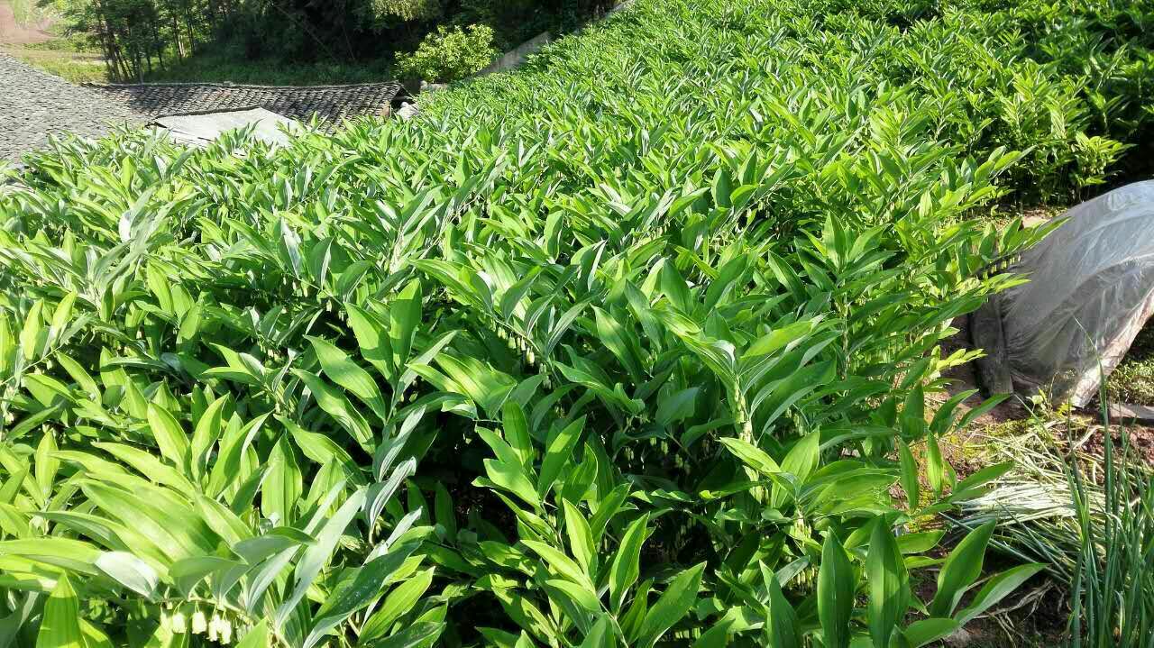 金镶玉竹林下种植实景