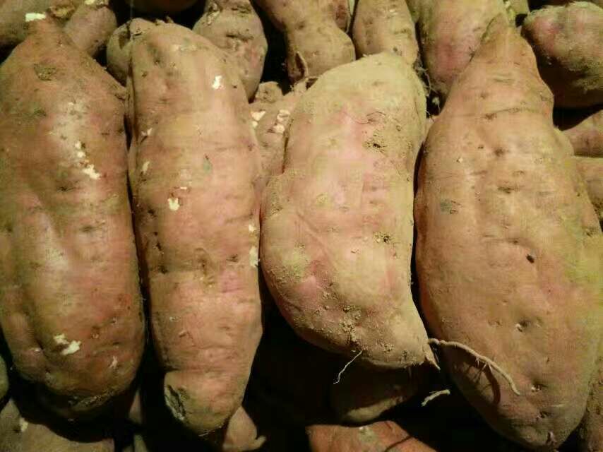 甘薯品种外形对比图