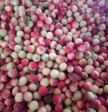 胭脂杏秦杏有名太平红