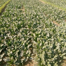 大叶菠菜15~20厘米