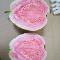 西瓜番石榴苗50~80cm