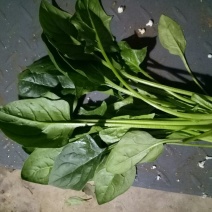 秋菠菜25~30厘米