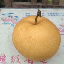 沙澧特晚秋黄梨350~400g纸箱