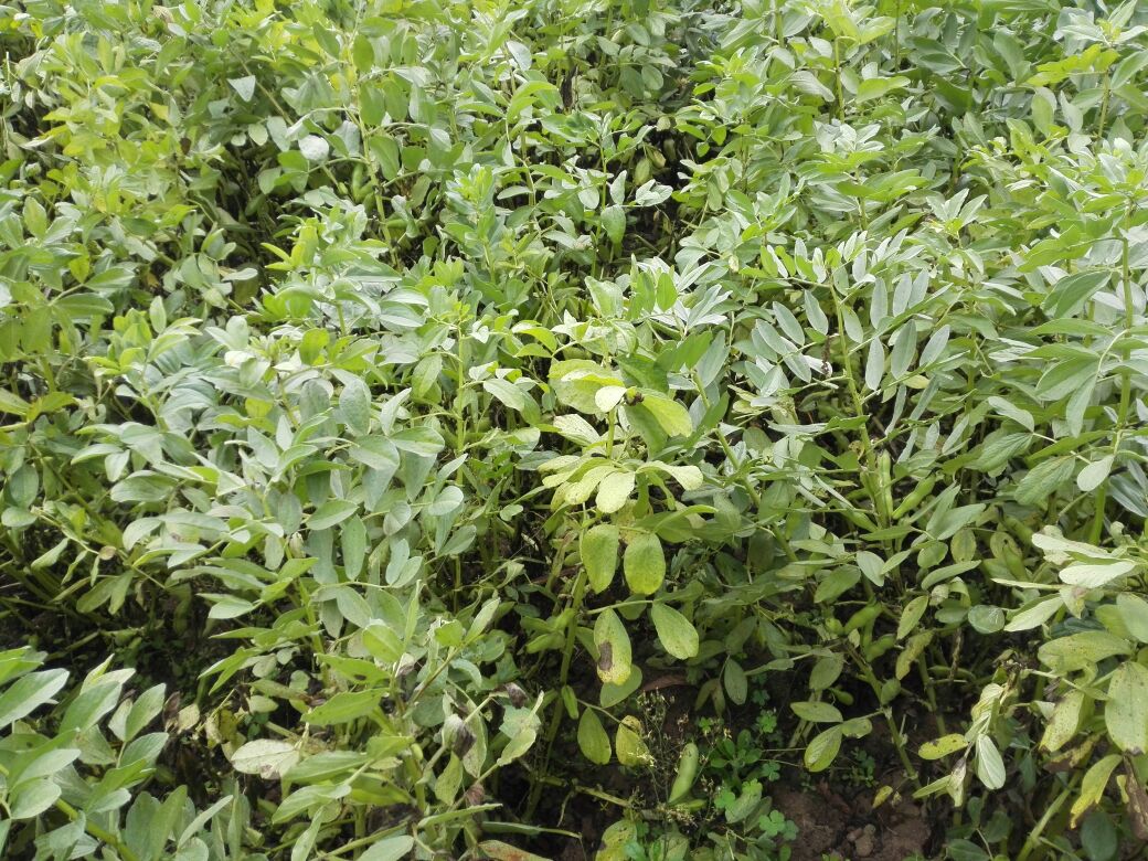 中国南方梯田间盛开的蚕豆花特写，紫白色蝶形花簇拥于青翠茎叶间，远处可见农户采收身影，体现农业生态与人文传承