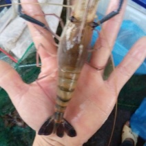 沼虾