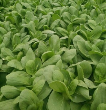 青菜 金品28 鸡毛菜,欢迎抢购