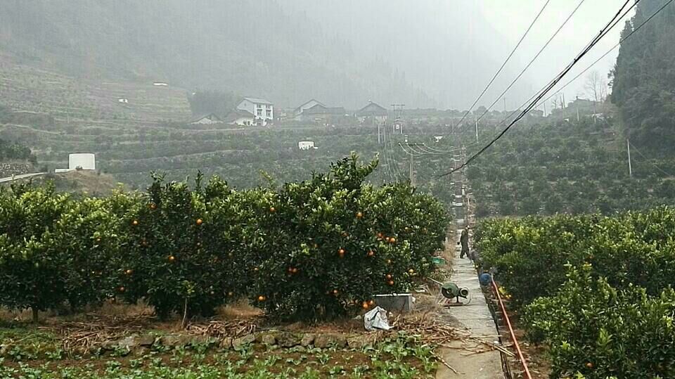 一位身穿蓝色工作服的果农正在梯田果园中手工采摘金黄色的伦晚脐橙,身后背篓已装满果实,阳光透过树叶洒落在果面上,形成斑驳光影,背景可见层层叠叠的山地果园延伸至江边,展现秭归典型的生态种植环境 农民在果园中采摘成熟伦晚脐橙的场景