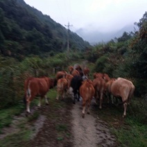 牛肉干黄牛肉鲜肉