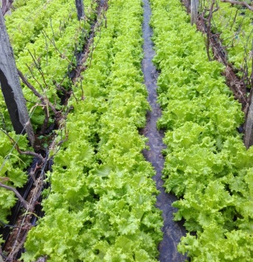 [生菜批发]美国大速生生菜价格1.60元/斤 - 一亩田