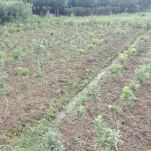 杨梅树30~50cm