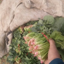 黑叶菠菜20~25厘米