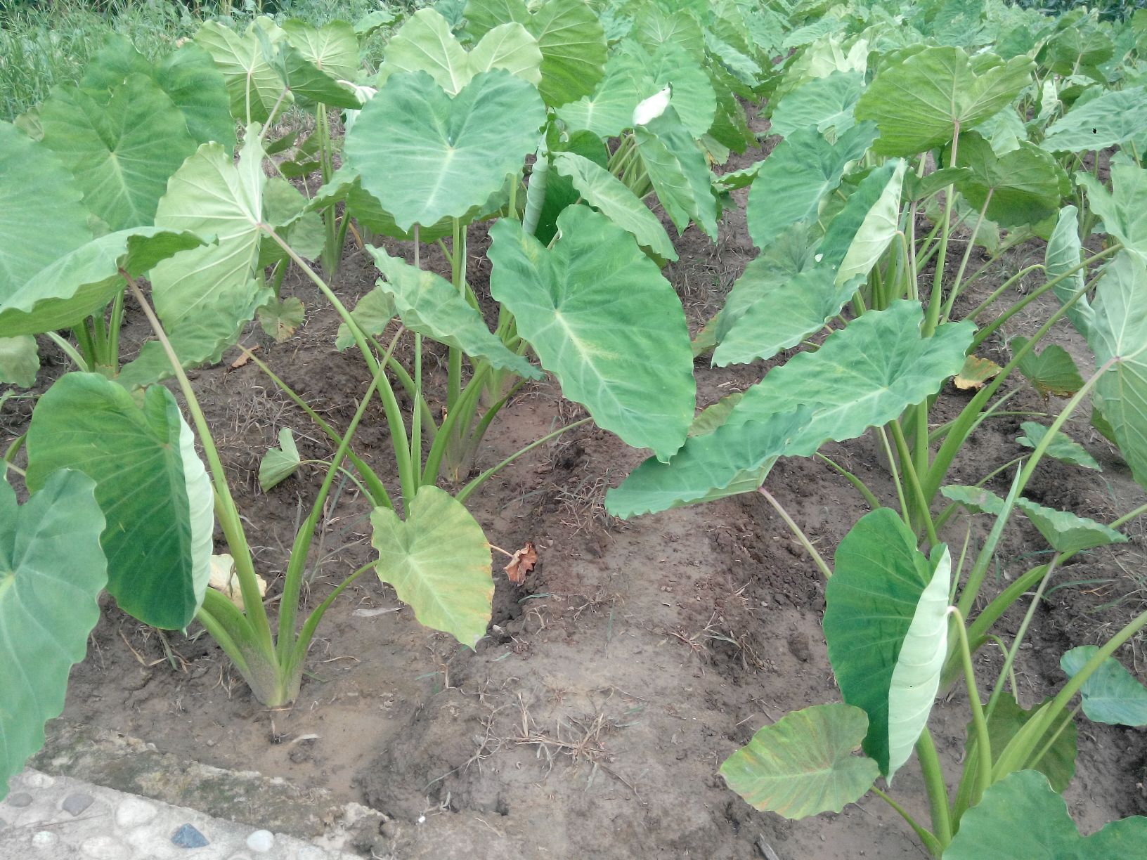 航拍视角:广西荔浦市青山镇标准化芋田,绿叶葱郁,垄沟整齐;前景特写带防伪二维码的地理标志专用标志金属牌(尺寸15×10cm),牌面清晰印有'荔浦芋'汉字、英文LUIPU TARO及AGI认证编号;背景可见农户正在人工除草,体现生态种植管理 荔浦芋头地理标志专用标志与田间种植实景