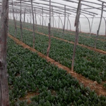 黑叶菠菜20~25厘米