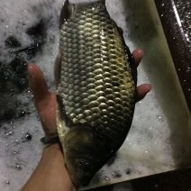 方正银鲫