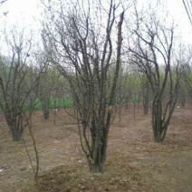木瓜树261~300cm