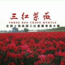 三红紫薇2cm以下1.5~2米1米以下