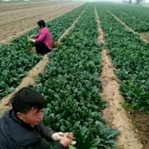 大叶菠菜15~20厘米
