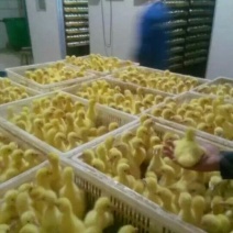 皖西白鹅苗250g以下
