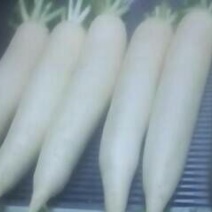 白萝卜2.5~3斤起
