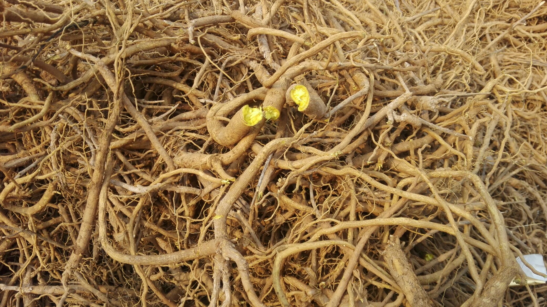 黄芩化学成分结构示意图