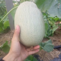 网纹瓜7斤以上长圆形