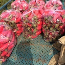 大红萝卜0.2~1斤起