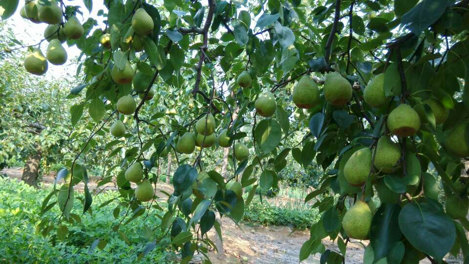 莱阳梨果园实景