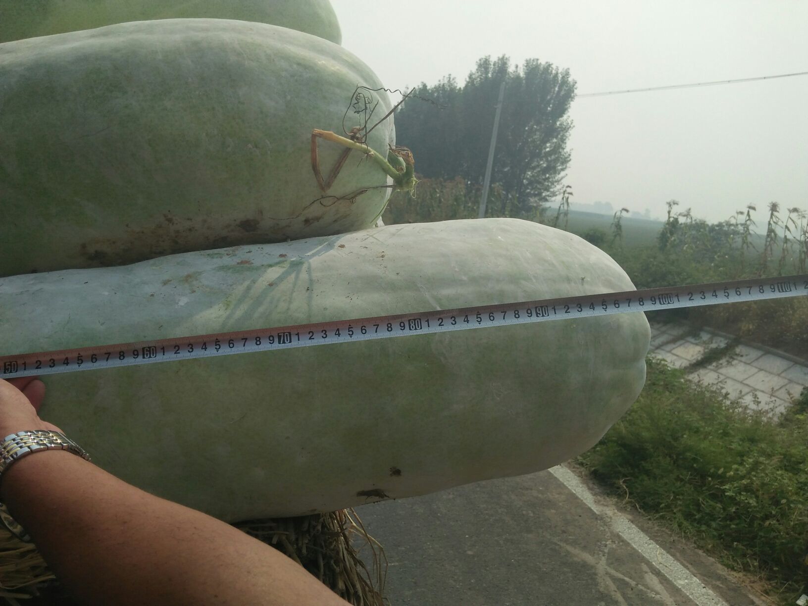 在农业展览会上,巨型白皮冬瓜被摆放在展台中央,吸引众多观众驻足观看与拍照 巨型冬瓜展览现场