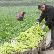 儿菜5两以上
