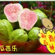 西瓜番石榴苗30~50cm