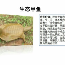 野生甲鱼2~2.5斤