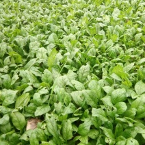 菠菜15~20厘米