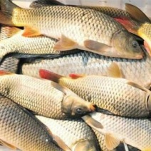 红鲤食用0.5~1公斤