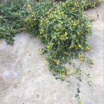 野菊花